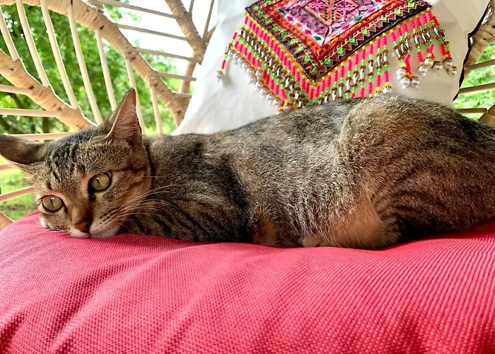 La Maison - Chiangmai